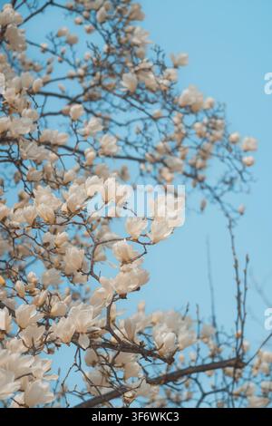 Magnolia tree branches blooming against clear blue sky, Longjiang Road, Qingdao, China Stock Photo