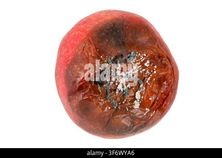 Rotten Red Apple with Blue and White Mold Isolated on White Background Stock Photo