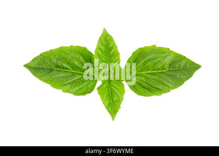 Fresh Green Basil Leaves (Ocimum basilicum) Isolated on White Background Stock Photo