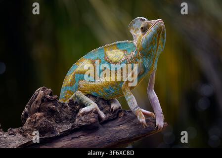 A colorful veiled chameleon perched on a tree branch Stock Photo