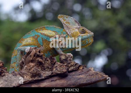Colorful veiled chameleon rests on a branch Stock Photo