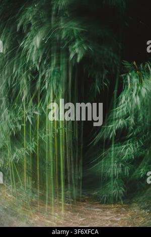 A swirling abstract view of a dark bamboo forest Stock Photo