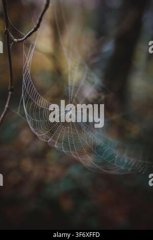 Delicate spiderweb with dew in the forest Stock Photo