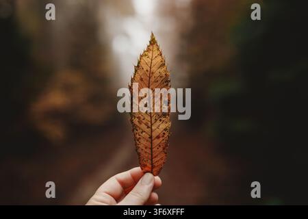 Person holding a single fallen autumn leaf Stock Photo