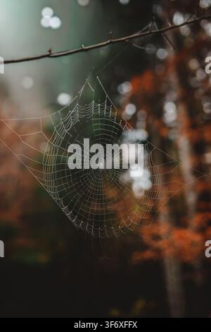 Dewy spiderweb hangs in a misty autumn forest Stock Photo