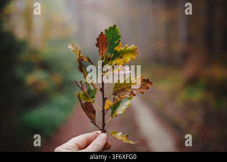 Hand holding an oak branch in an autumn forest Stock Photo