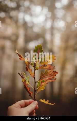 Hand holding colorful autumn oak leaves in forest Stock Photo