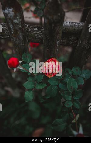 A wilting red rose grows by a rustic wooden fence Stock Photo