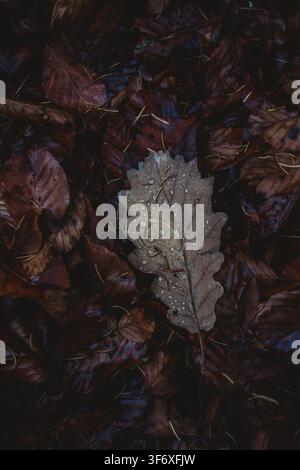 Fallen oak leaf with water drops on forest floor Stock Photo