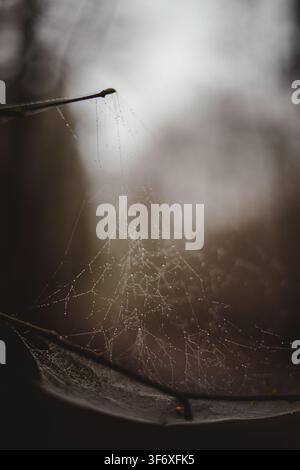 Intricate spider web glistening with morning dew Stock Photo