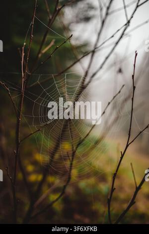 Delicate spiderweb with dew in a misty forest Stock Photo