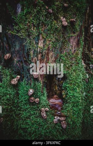 Moody close up of green moss on a decaying tree stump Stock Photo