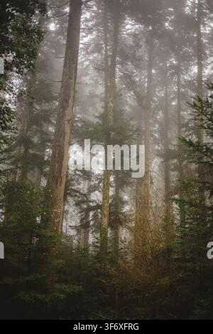 Tall evergreen trees shrouded in dense fog Stock Photo