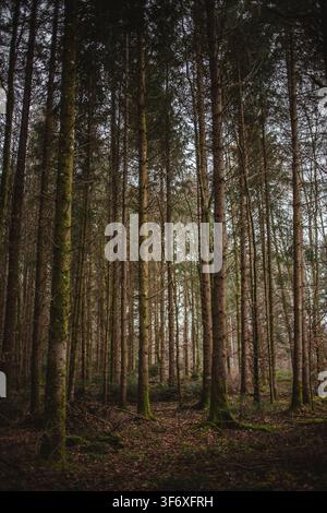 Tall trees covered in moss in a dark forest Stock Photo