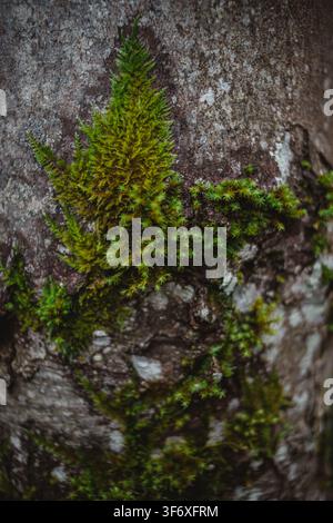 Vibrant green moss growing on a tree trunk Stock Photo