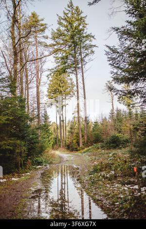 Tall trees reflecting in a puddle on a muddy forest path Stock Photo