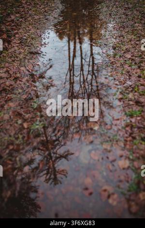 Trees reflecting in a puddle on an autumn path Stock Photo