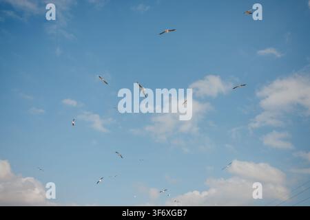 Flock of seagulls flying in a blue sky Stock Photo