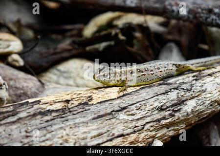 A small sand lizard rests on a weathered log Stock Photo