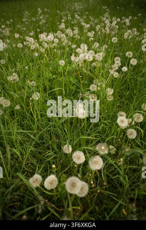 Lush green field full of fluffy dandelion clocks Stock Photo