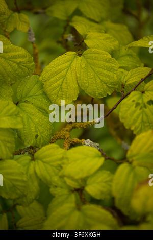 Lush green new leaves covered in raindrops Stock Photo