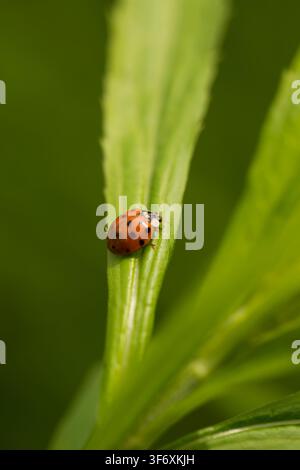 Red spotted ladybug sitting on a green leaf Stock Photo