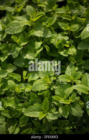 Close up of fresh green lemon balm leaves Stock Photo