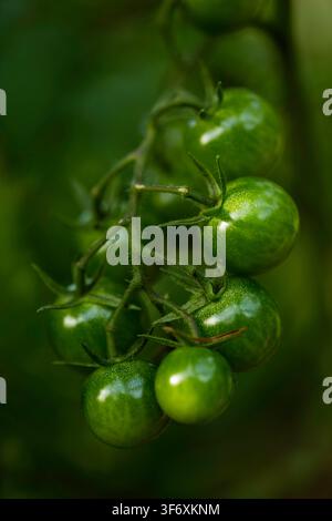 Close up of unripe green tomatoes on the vine Stock Photo