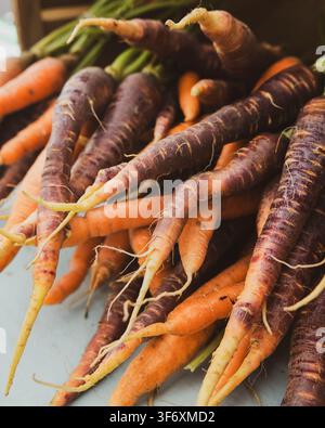 Freshly harvested orange and purple heirloom carrots Stock Photo