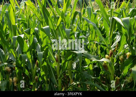 Young corn cobs growing on green stalks in an agricultural farm field Stock Photo