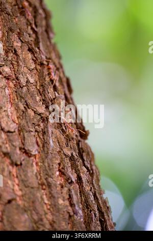 Close-up of red ants crawling on rough tree bark in a natural forest environment Stock Photo