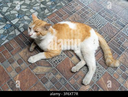 A ginger and white cat resting on decorative patterned ceramic floor tiles at the historic Bandar Grissee in Gresik, East Java, Indonesia. Stock Photo