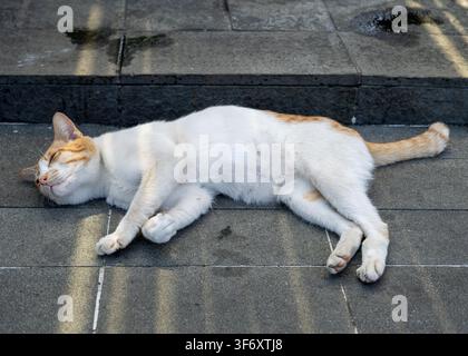 A ginger and white cat sleeping flat on a stone sidewalk with sun rays at the famous Alun-Alun Surabaya in East Java, Indonesia. Stock Photo