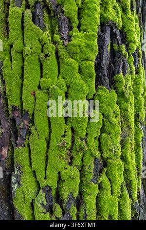 Abstract natural texture of rough camphor tree bark with patches of green moss, tree trunk detail wallpaper Stock Photo