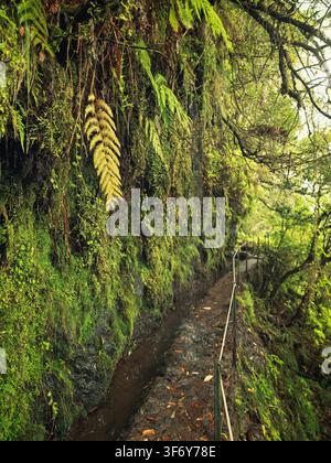 Ilha, Portugal - 04.12.2025: Damp forest path with metal railing carved into a steep rock face covered in thick green moss and ferns Stock Photo