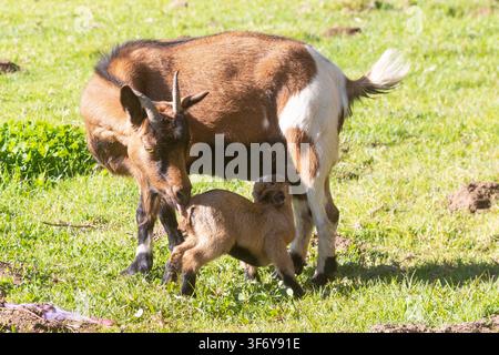 African Pygmy Goat, Dwarf Goat, Miniature Goat with  newborn kid immediately after birthing, Kid suckling, placenta foreground Stock Photo