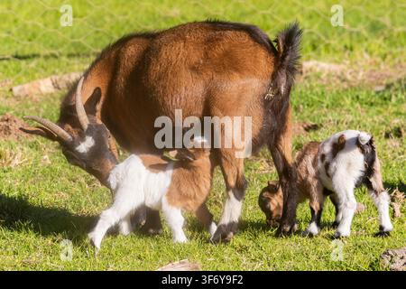 African Pygmy Goat, Dwarf Goat, Miniature Goat with  newborn kid immediately after birthing, encouraging kid to suckle Stock Photo