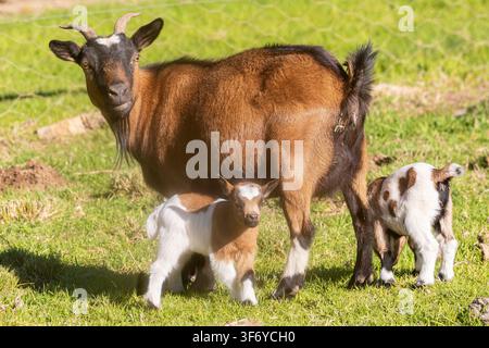 African Pygmy Goat, Dwarf Goat, Miniature Goat with  newborn kids soon after birthing Stock Photo