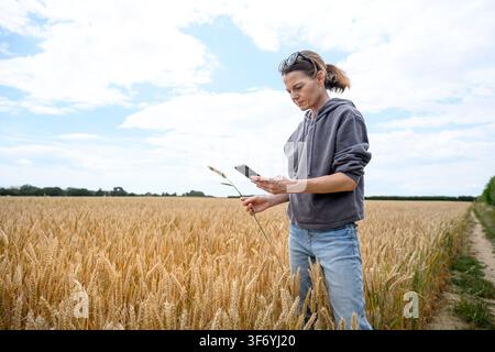 Female farmer stands in a golden wheat field using a smartphone to inspect Stock Photo