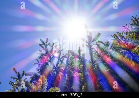 Low angle view of bright sunbeams and vivid rainbow prism lens flare bursting through evergreen fir tree branches against a clear blue sky on a sunny Stock Photo