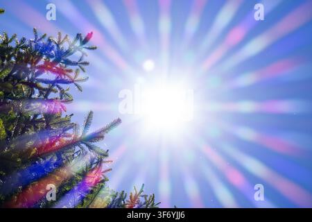 Low angle view of bright sunbeams and vivid rainbow prism lens flare bursting through evergreen fir tree branches against a clear blue sky on a sunny Stock Photo