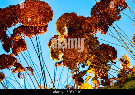 beautiful photo of a hydrangea bush in winter with counter light on a blue sky, Dried hydrangea flowers in the winter garden. The rays of the sun on t Stock Photo