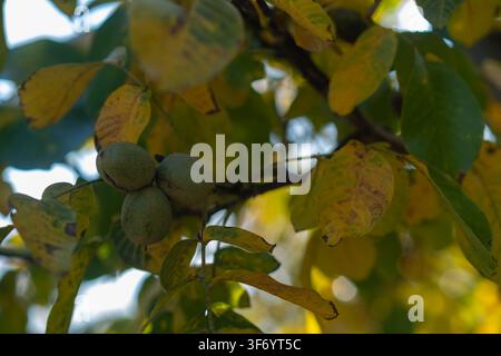 Close-up shot of three green walnuts growing in a cluster on a branch, framed by vibrant yellow and green autumn leaves under natural daylight. Illust Stock Photo