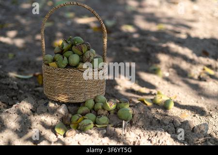 Eye-level outdoor shot of a handwoven straw basket filled with freshly harvested green-husked walnuts sitting on agricultural soil, with more walnuts Stock Photo