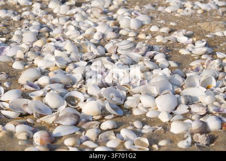 High angle close-up of numerous white and grey seashells scattered on a sandy beach in natural daylight. Stock Photo