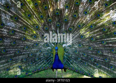 Front view of a male Indian peafowl displaying its full colorful wheel of tail feathers with iridescent eyespots during courtship.  Tags principaux (E Stock Photo