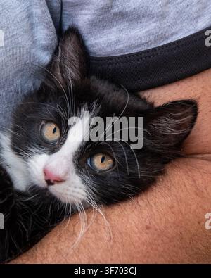 Close portrait of a black and white kitten resting securely in a person's arms and looking attentively ahead. Stock Photo
