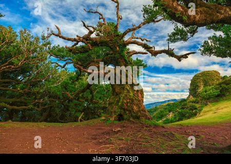Seixal, Portugal - 07.12.2025: Massive prehistoric-looking tree with thick mossy bark and sprawling limbs against a dramatic blue sky backdrop Stock Photo