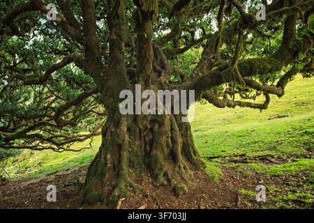 Seixal, Portugal - 07.12.2025: Massive primordial tree covered in green moss with sprawling limbs against a vibrant grassy slope Stock Photo