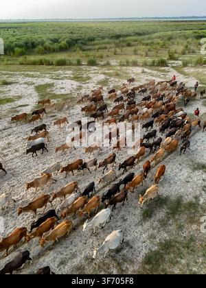 Aerial view of a large herd of cattle grazing in a dry field beside a ...